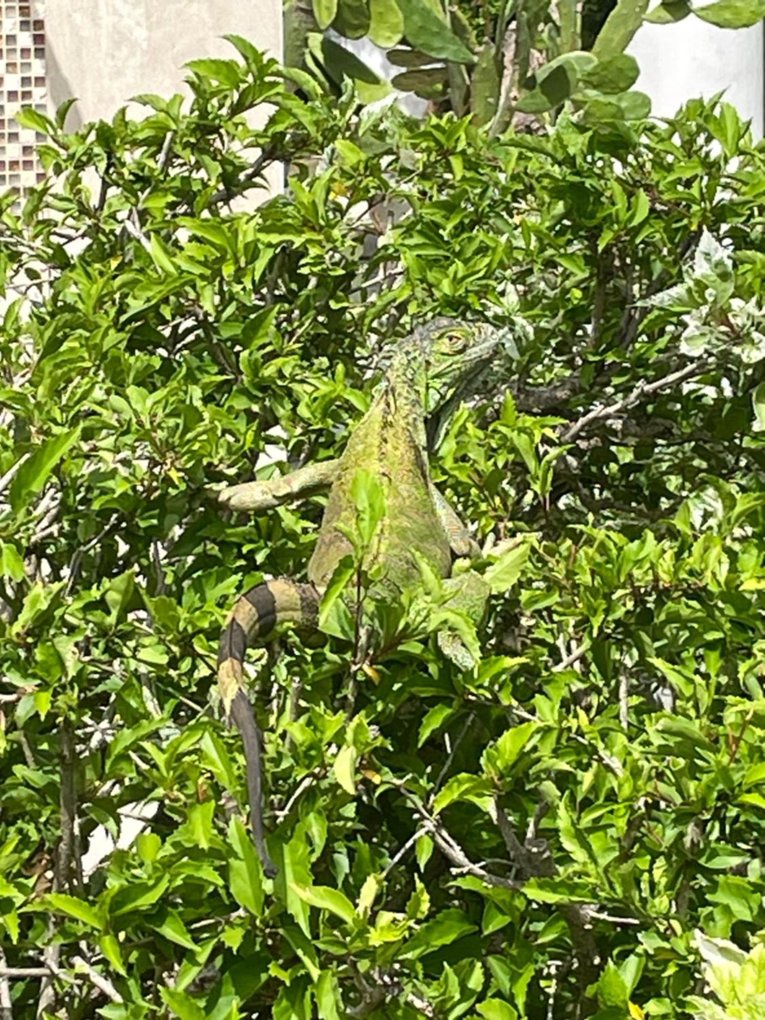 San Andrés Casa De Las Flores Tropical מראה חיצוני תמונה